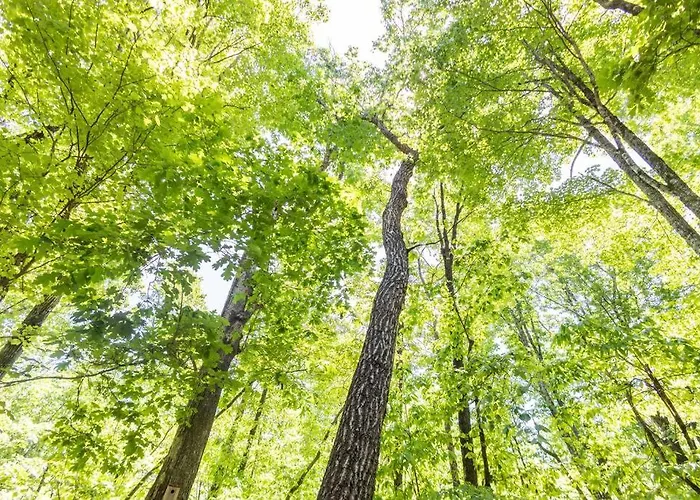 Pet Friendly Luxury Cabin Near Helen With Fire Pit